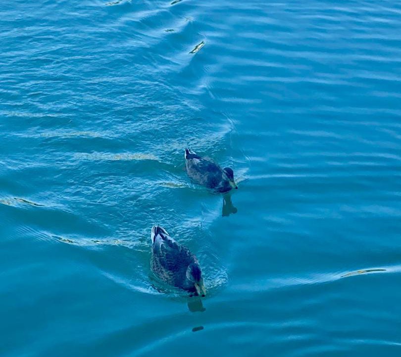 Photo of Others in Villefranche-de-Lauragais