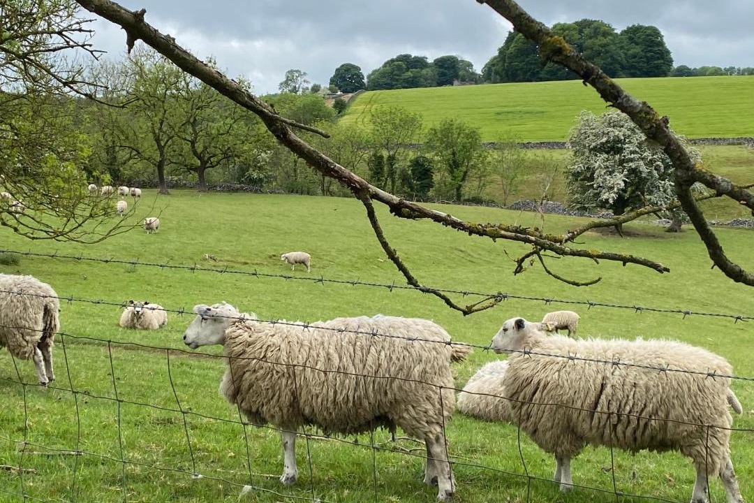 Photo of Others in Litton