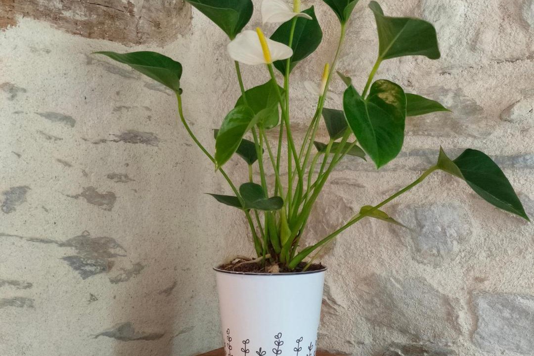 Photo of Others in Guipry-Messac