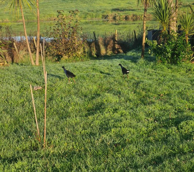 Photo of Others in Te Kopuru