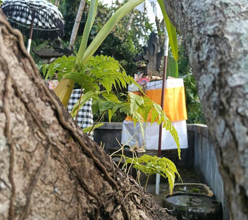 Photo of Others in Bongkasa Pertiwi