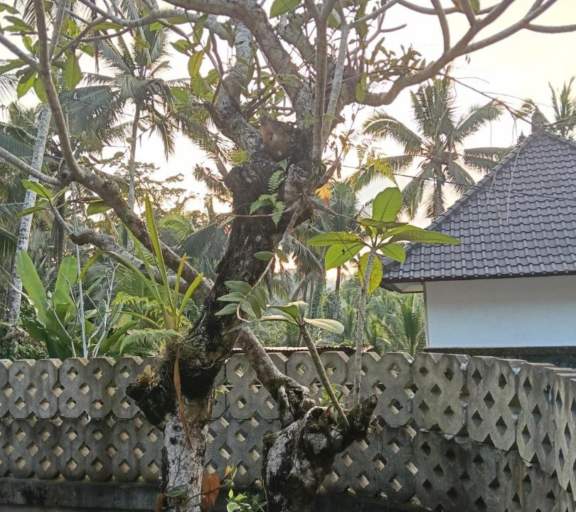 Photo of Others in Bongkasa Pertiwi