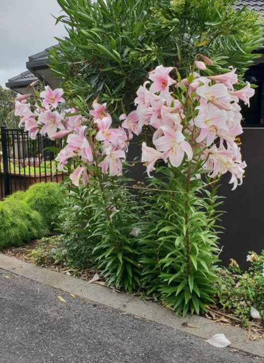 Photo of Outdoor in Bell Block