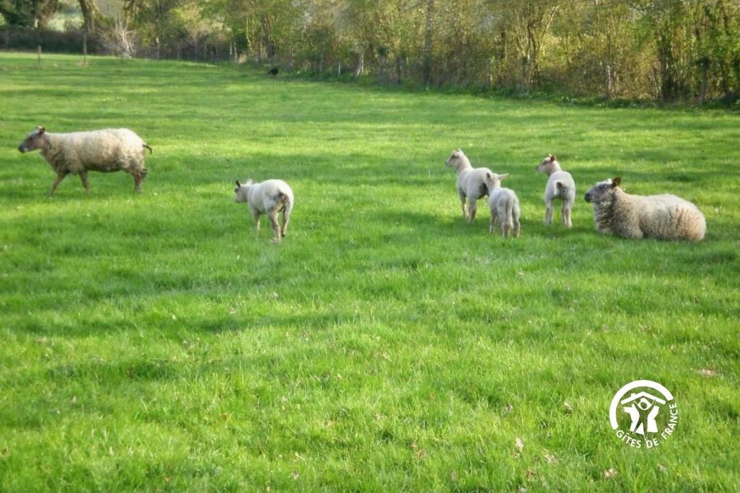 Photo of Others in Chateau-Gontier