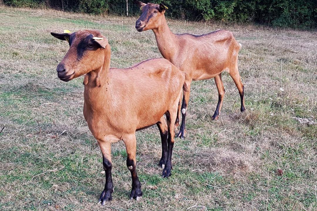 Photo of Others in Vaiges