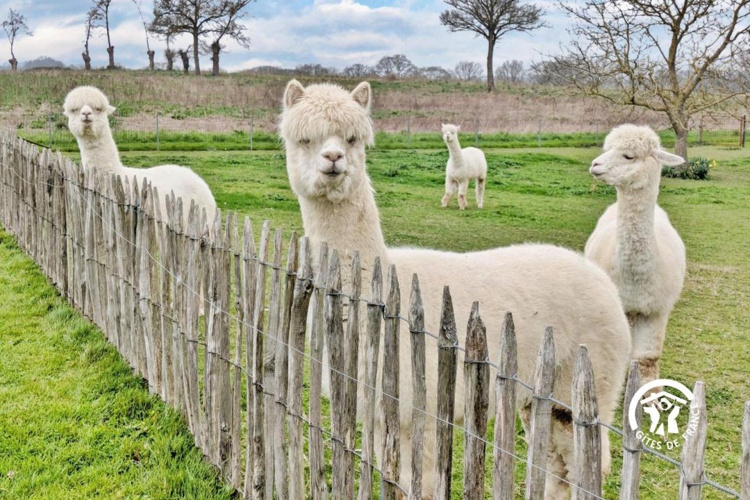 Photo of Others in Niafles