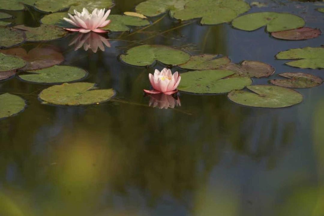 Photo of Others in Giverny