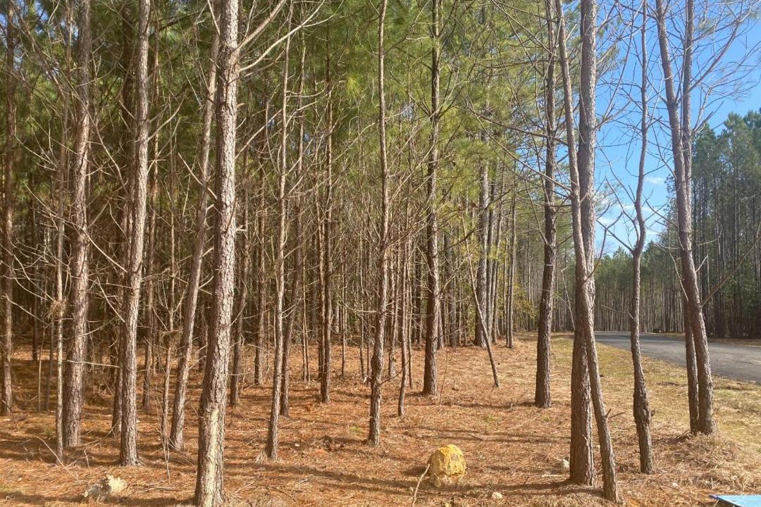 Photo of Others in Mentone