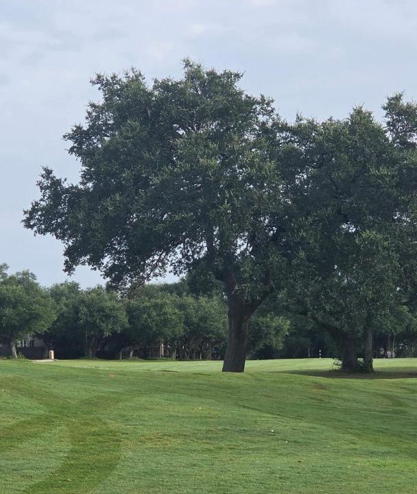Photo of Others in Forest Creek