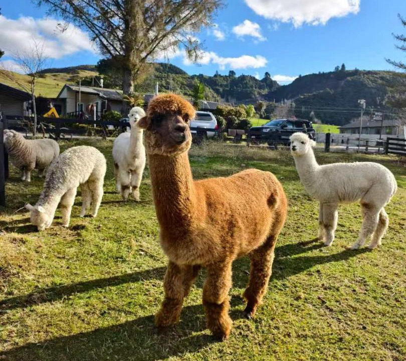 Photo of Others in Ngongotaha