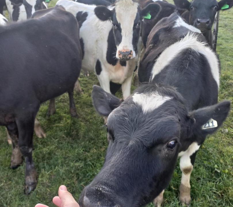 Photo of Others in Uruti