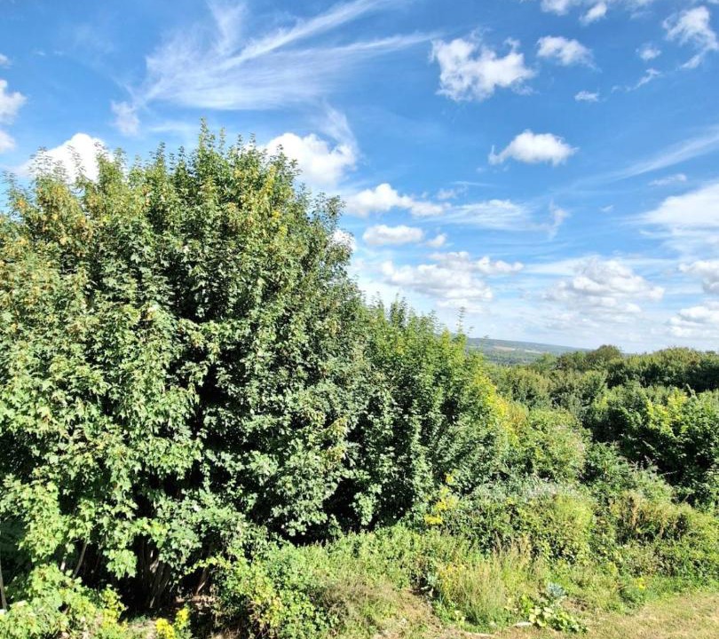 Photo of Others in Guny