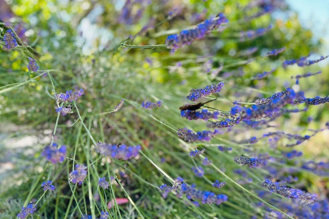 Photo of Outdoor in Molesme