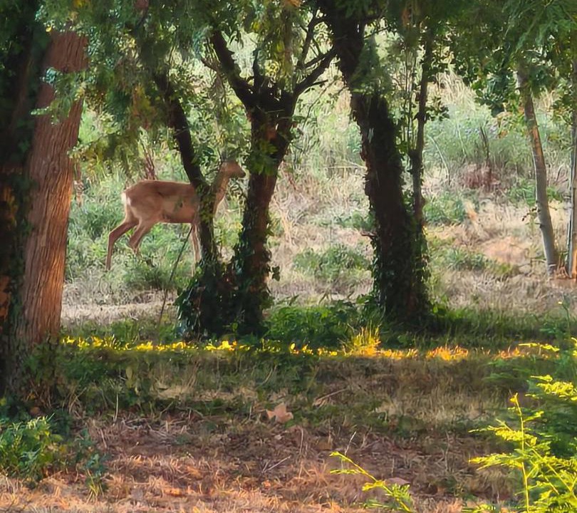 Photo of Others in Castelsarrasin