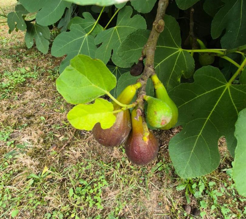 Photo of Outdoor in Le Mesnil-Mauger