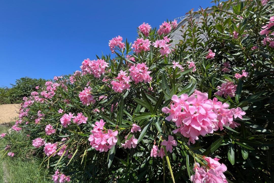 Photo of Others in Ventiseri