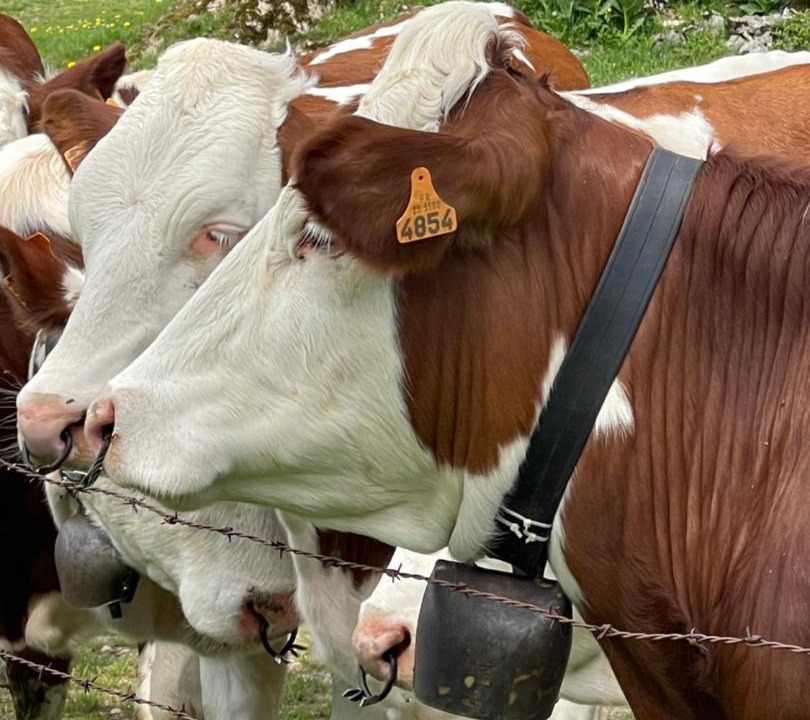 Photo of Others in Hauterive-la-Fresse