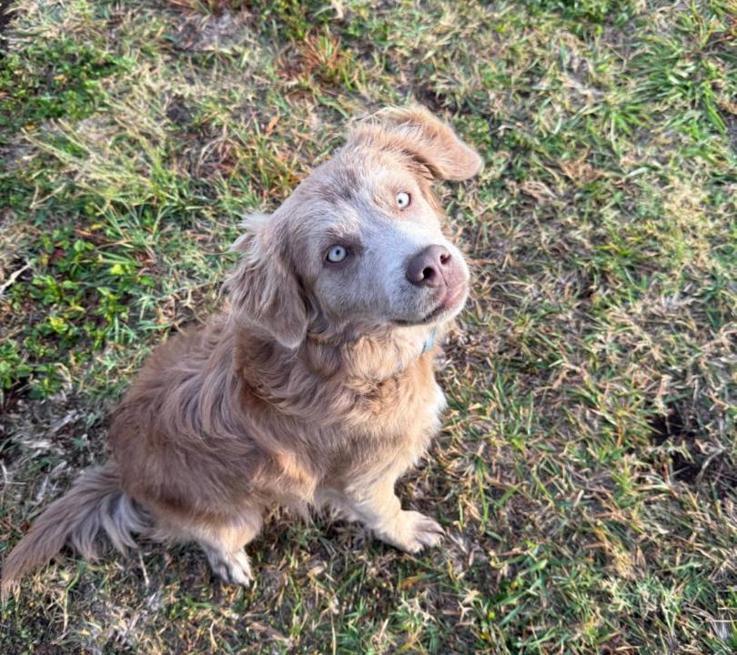 Photo of Others in Naalehu