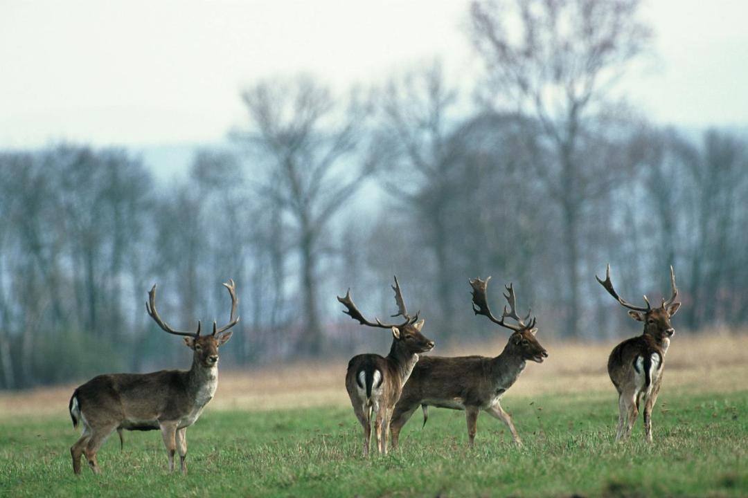 Photo of Others in Selestat