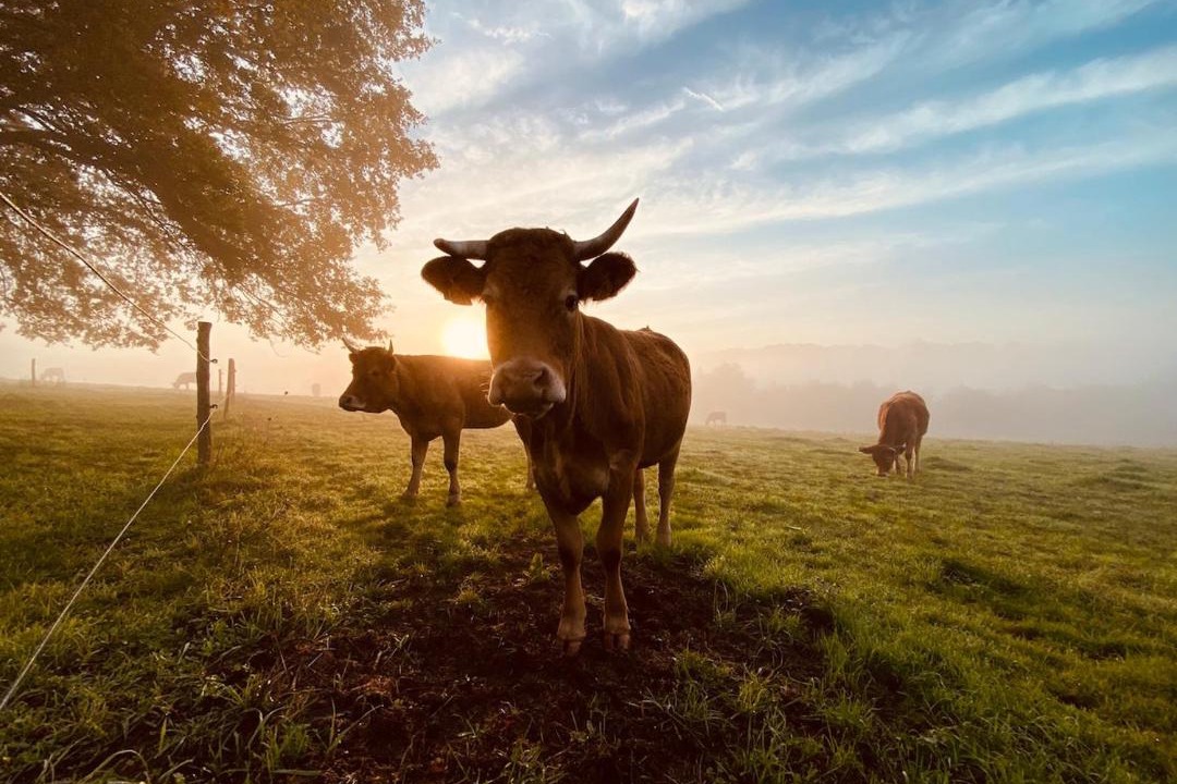 Photo of Others in Lesignac-Durand