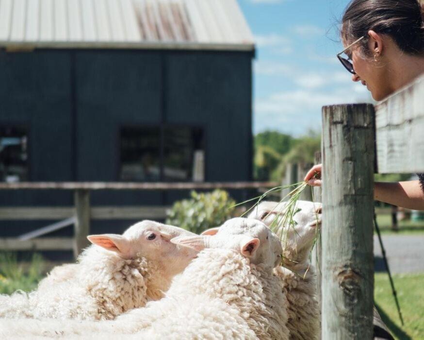Photo of Others in Lake Tarawera