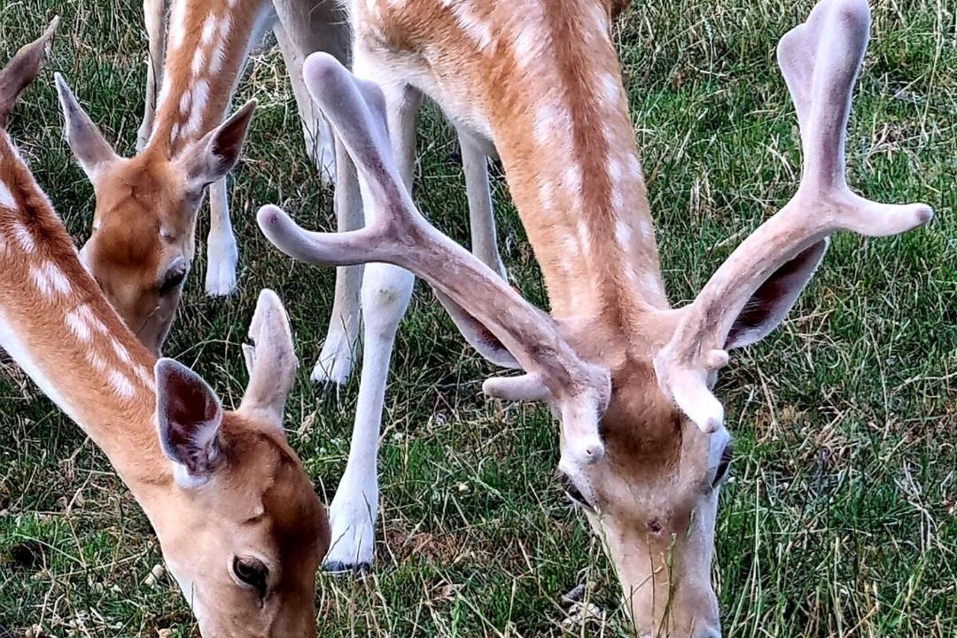 Photo of Others in Lake Tarawera