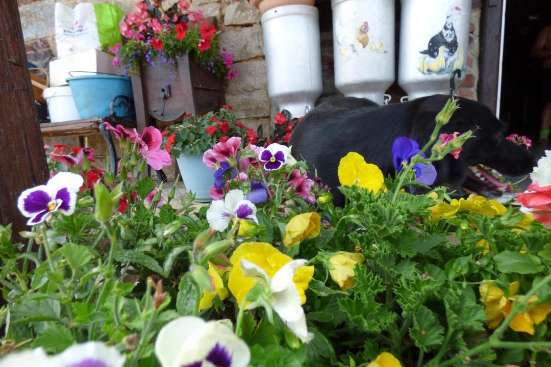 Photo of Others in Cosges