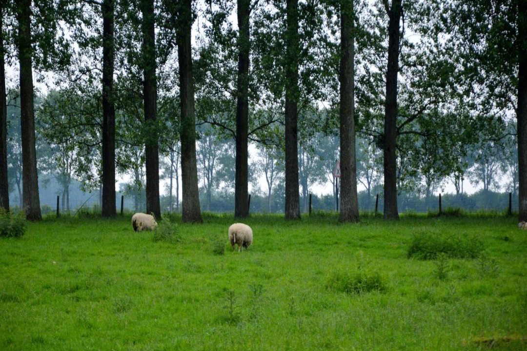 Photo of Others in Gouy-Saint-Andre