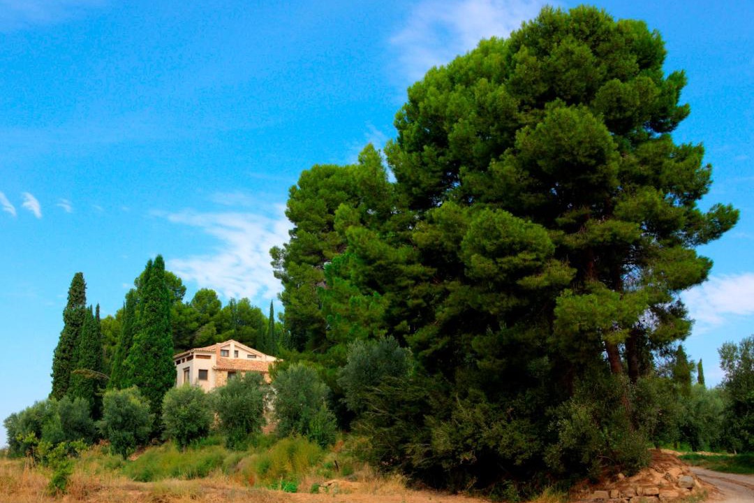 Photo of Outdoor in Alcaniz
