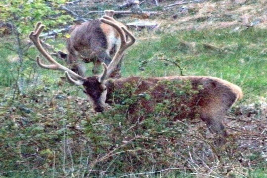 Photo of Others in Bedsted