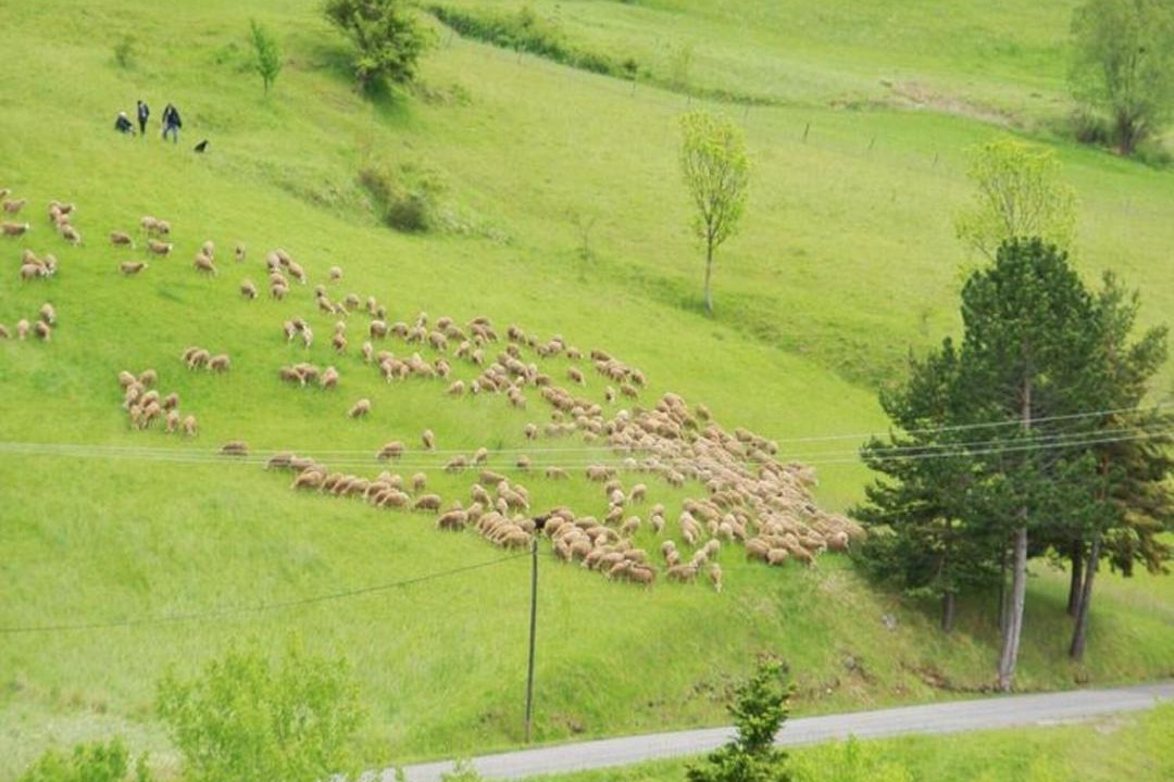 Photo of Others in Lus-la-Croix-Haute