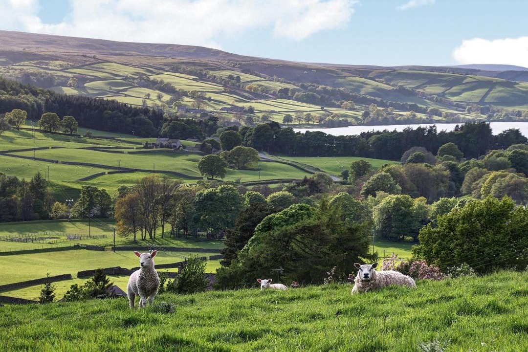 Photo of Others in Lofthouse