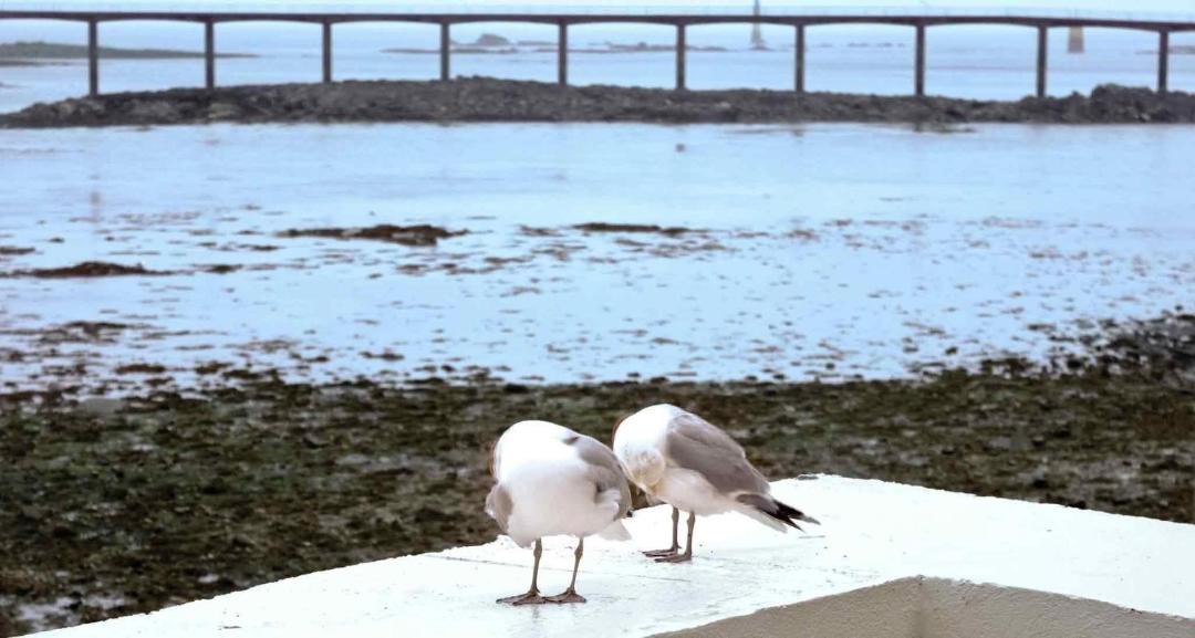 Photo of Others in Roscoff