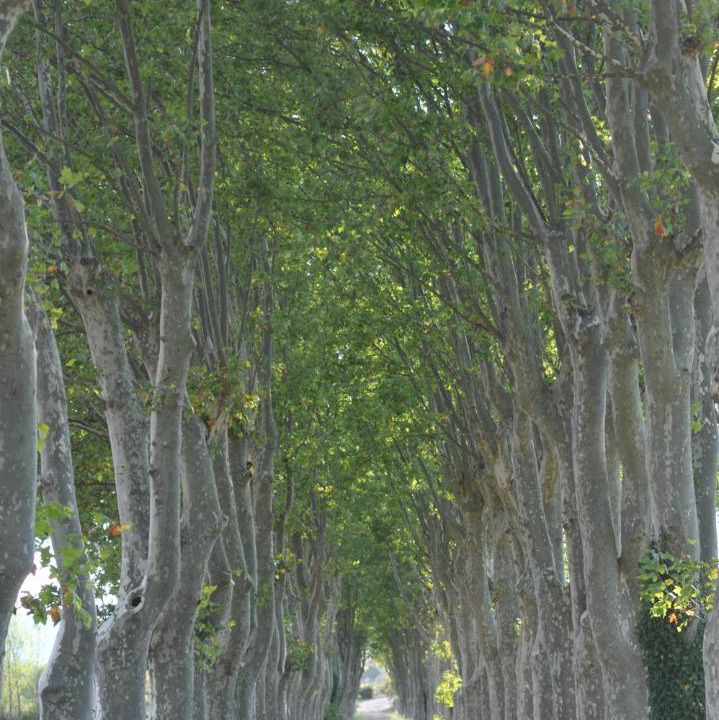 Photo of Others in Conqueyrac
