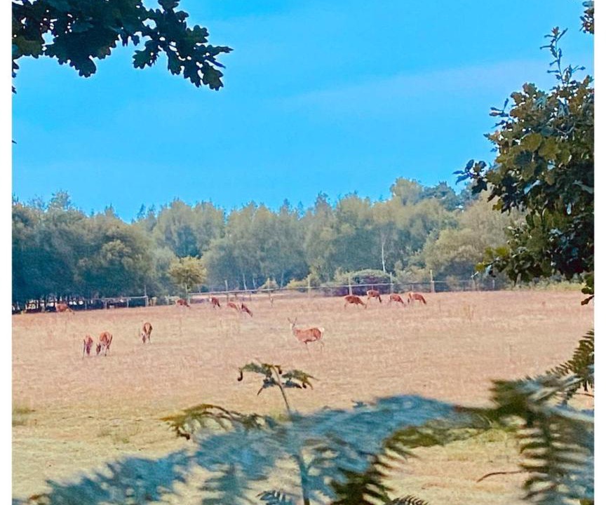 Photo of Others in Ferndown