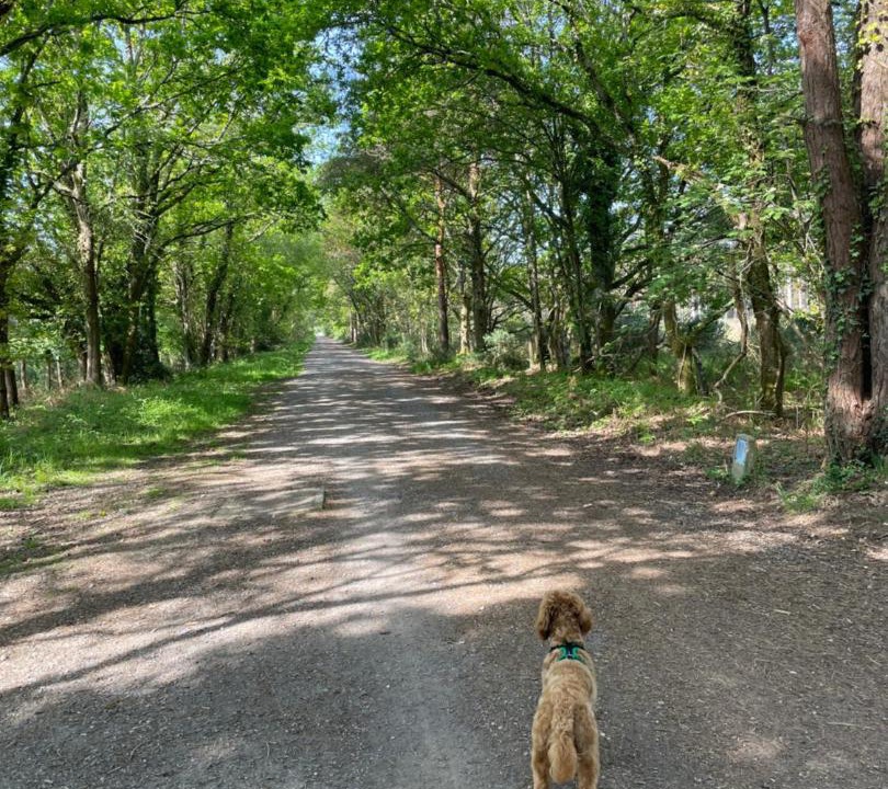 Photo of Others in Ferndown