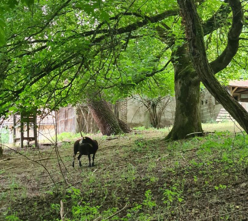 Photo of Others in Brocas