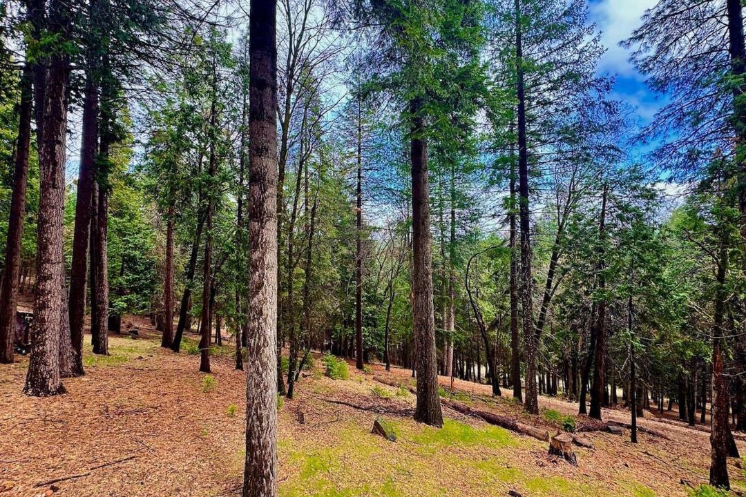 Photo of Others in Pollock Pines