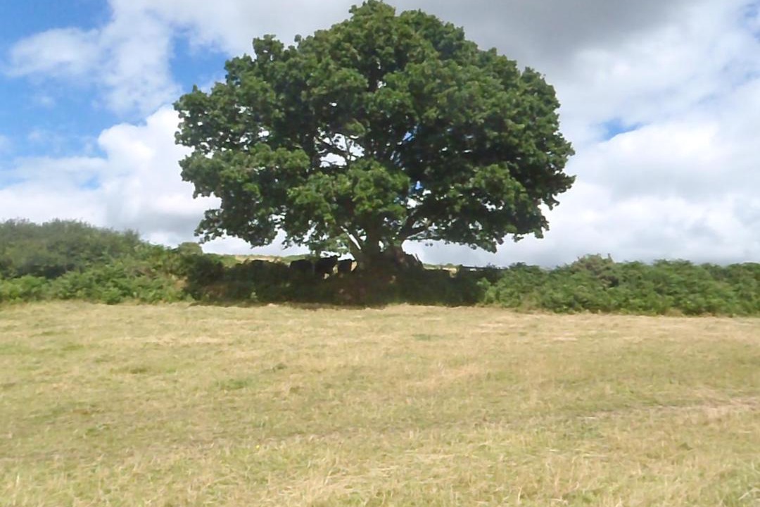 Photo of Others in Moretonhampstead