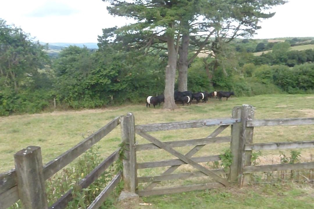 Photo of Others in Moretonhampstead