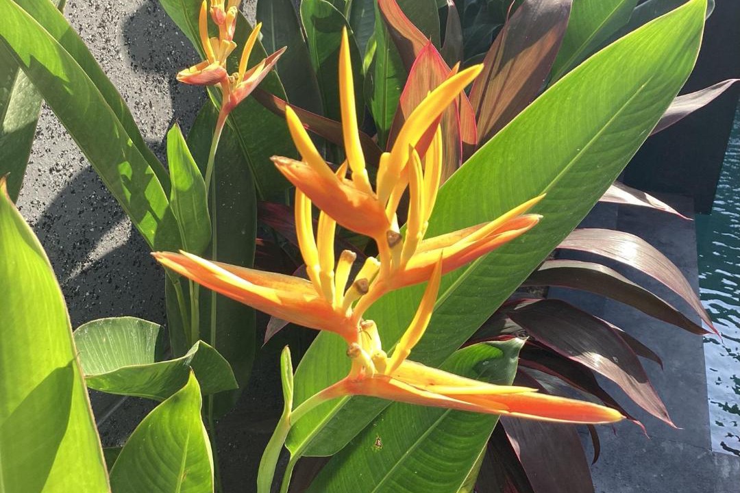 Photo of Others in Drupadi