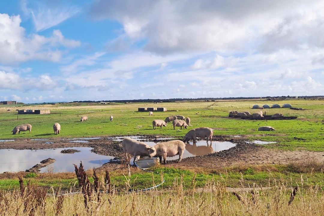 Photo of Others in Lossiemouth
