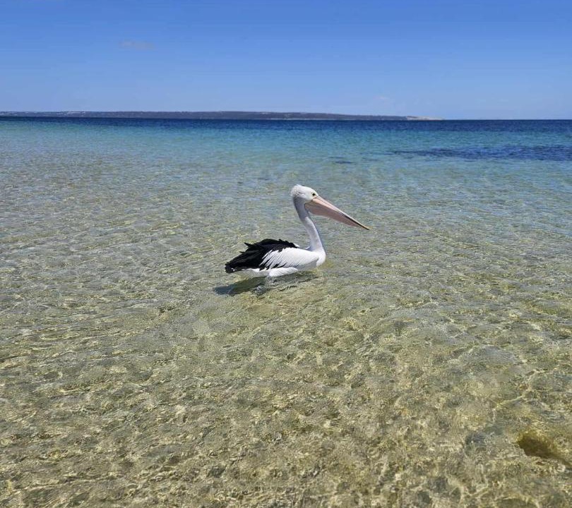 Photo of Others in Island Beach