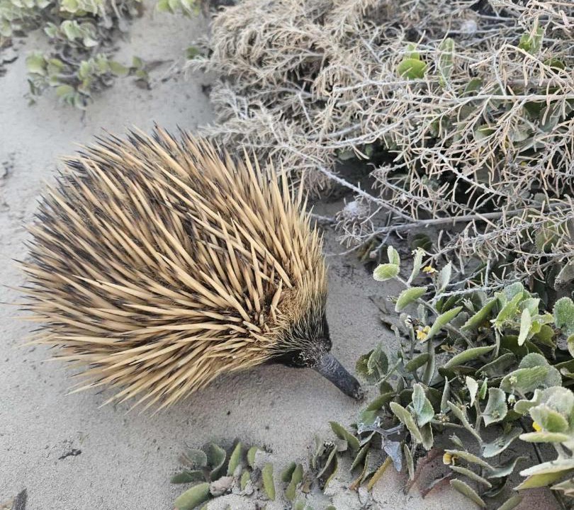 Photo of Others in Island Beach