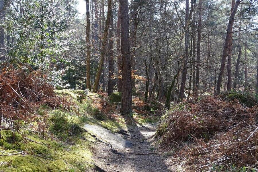 Photo of Others in Bois-le-Roi