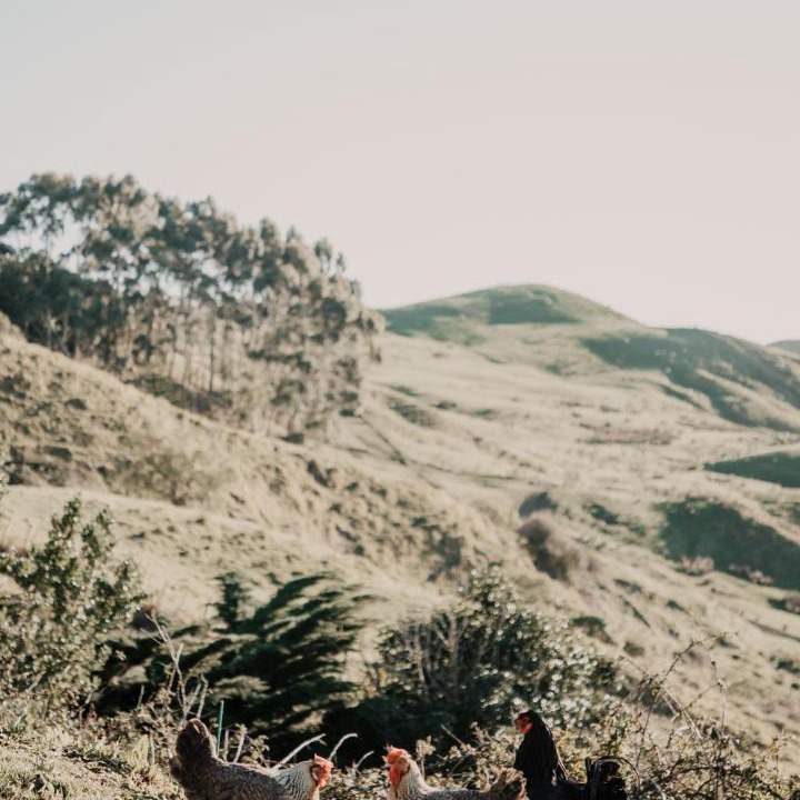 Photo of Others in Gisborne