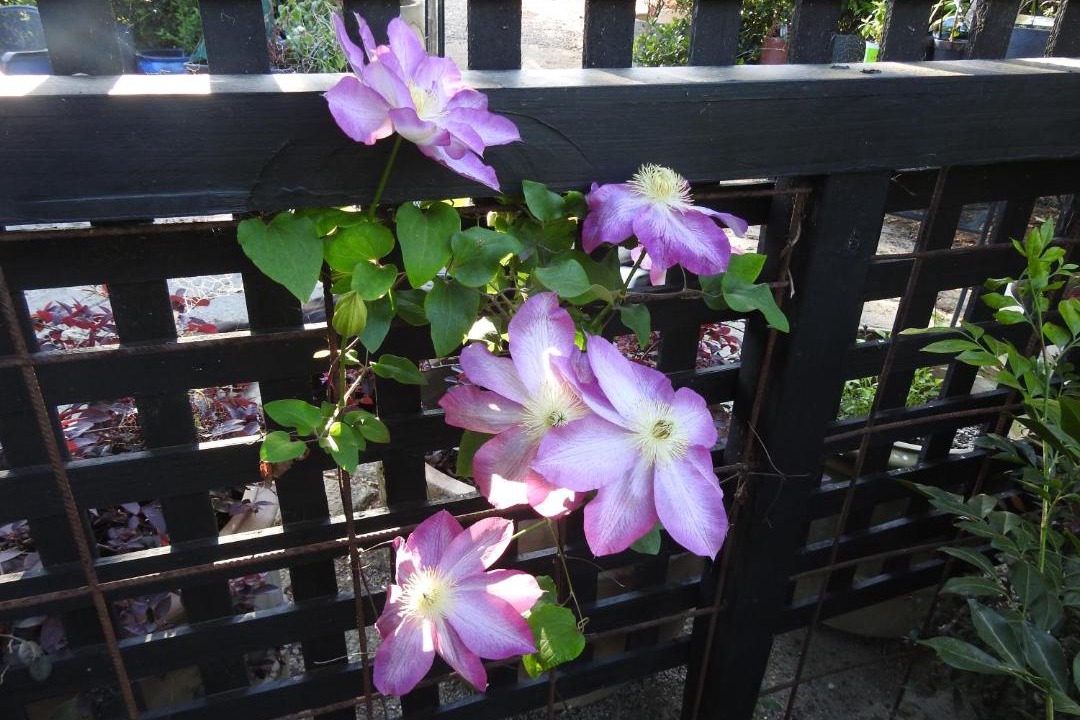 Photo of Others in Rutherglen