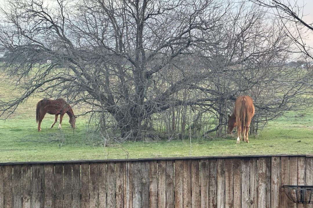 Photo of Others in Little Elm