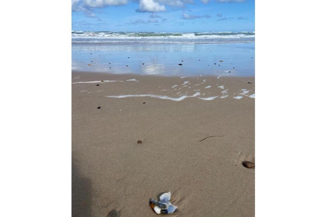 Photo of Others in Hirtshals