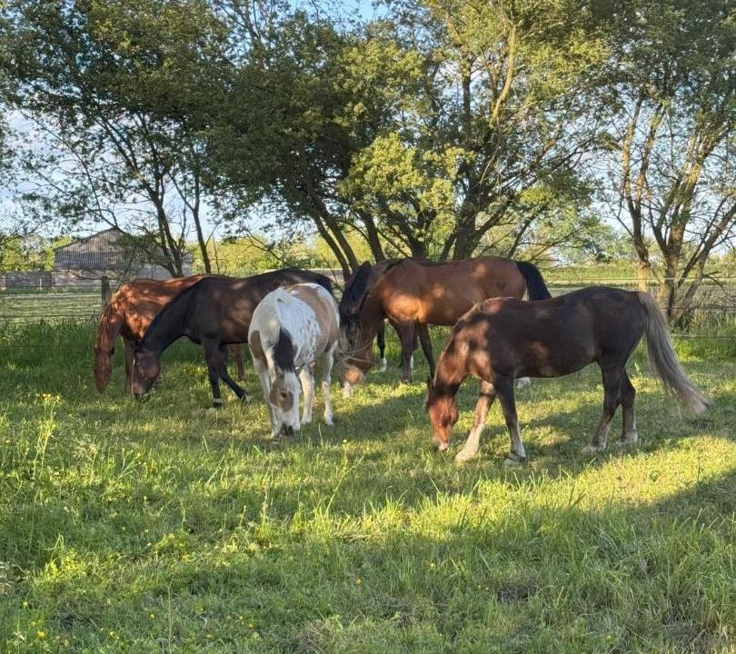 Photo of Others in Saint-Come-du-Mont